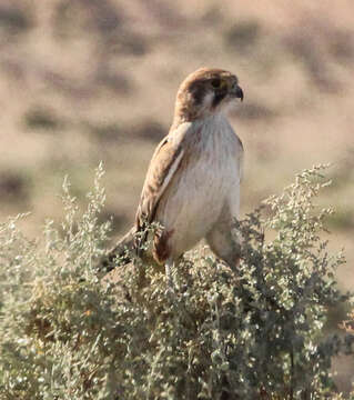 Image of Brown Falcon