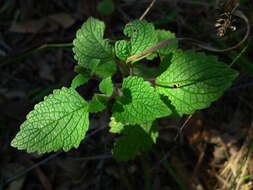 Image of little spurflower