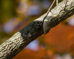 Image of goldcrests and kinglets