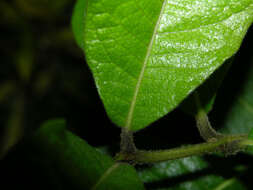 Image of Petrea volubilis