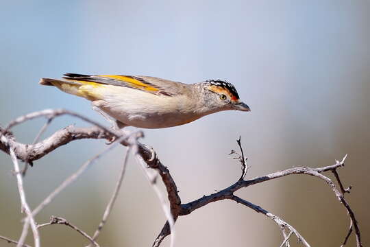 Imagem de Pardalotus rubricatus Gould 1838