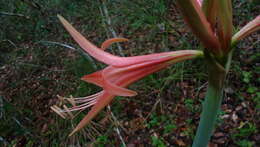 Слика од Hippeastrum stylosum Herb.