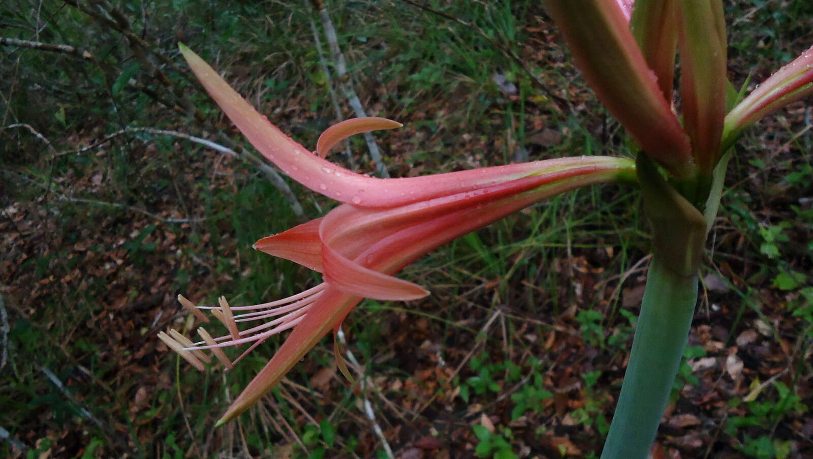 Слика од Hippeastrum stylosum Herb.