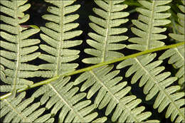 Image of brackenfern