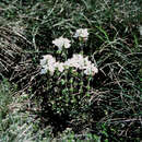 Image of Euphrasia collina subsp. glacialis W. R. Barker