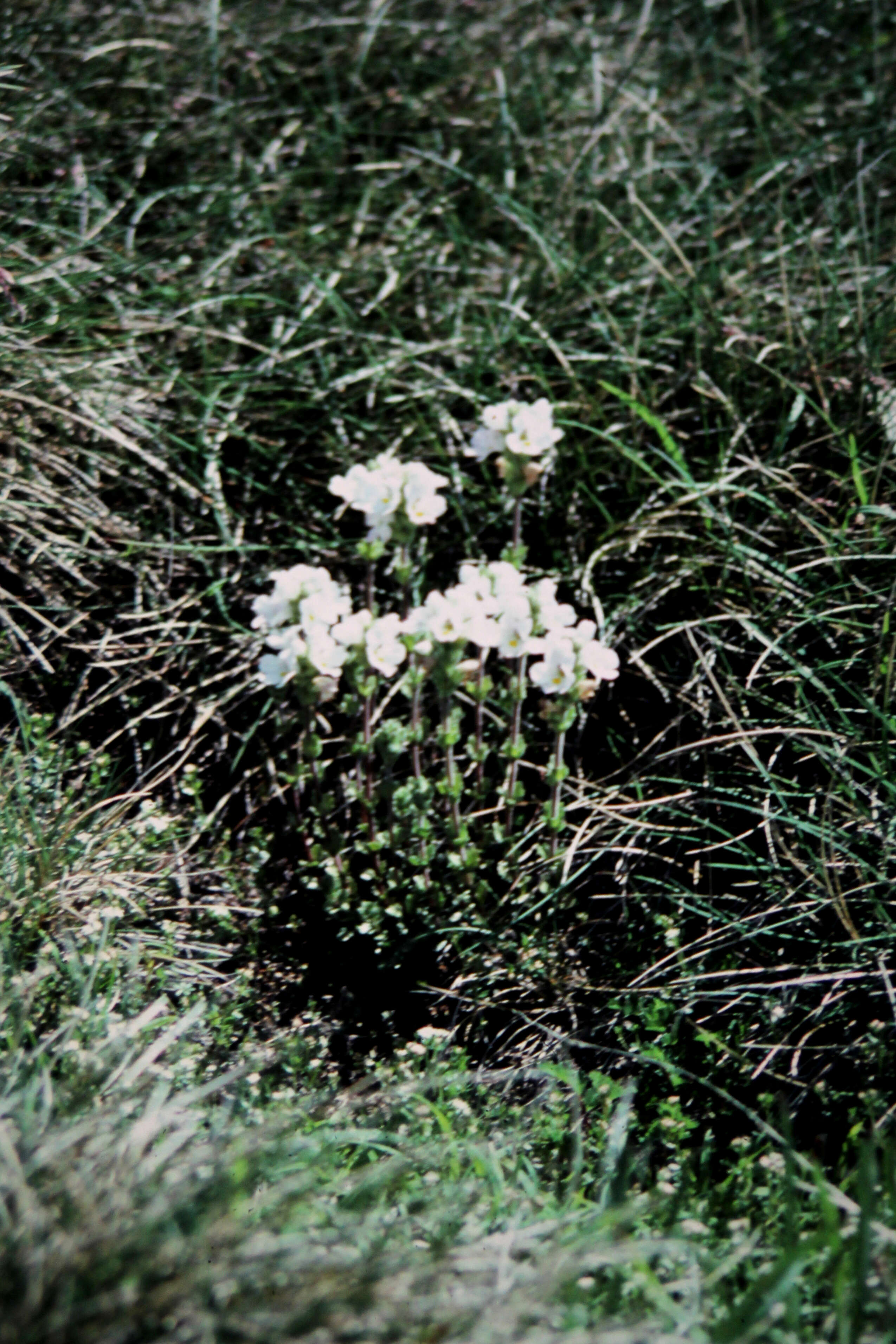 Image of Euphrasia collina subsp. glacialis W. R. Barker