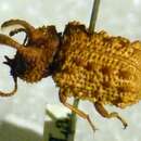 Image of Forked fungus beetle