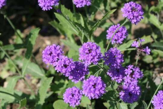 Image of tuberous vervain