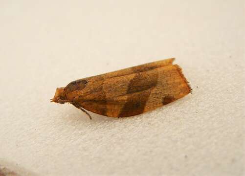 Image of barred fruit-tree tortrix