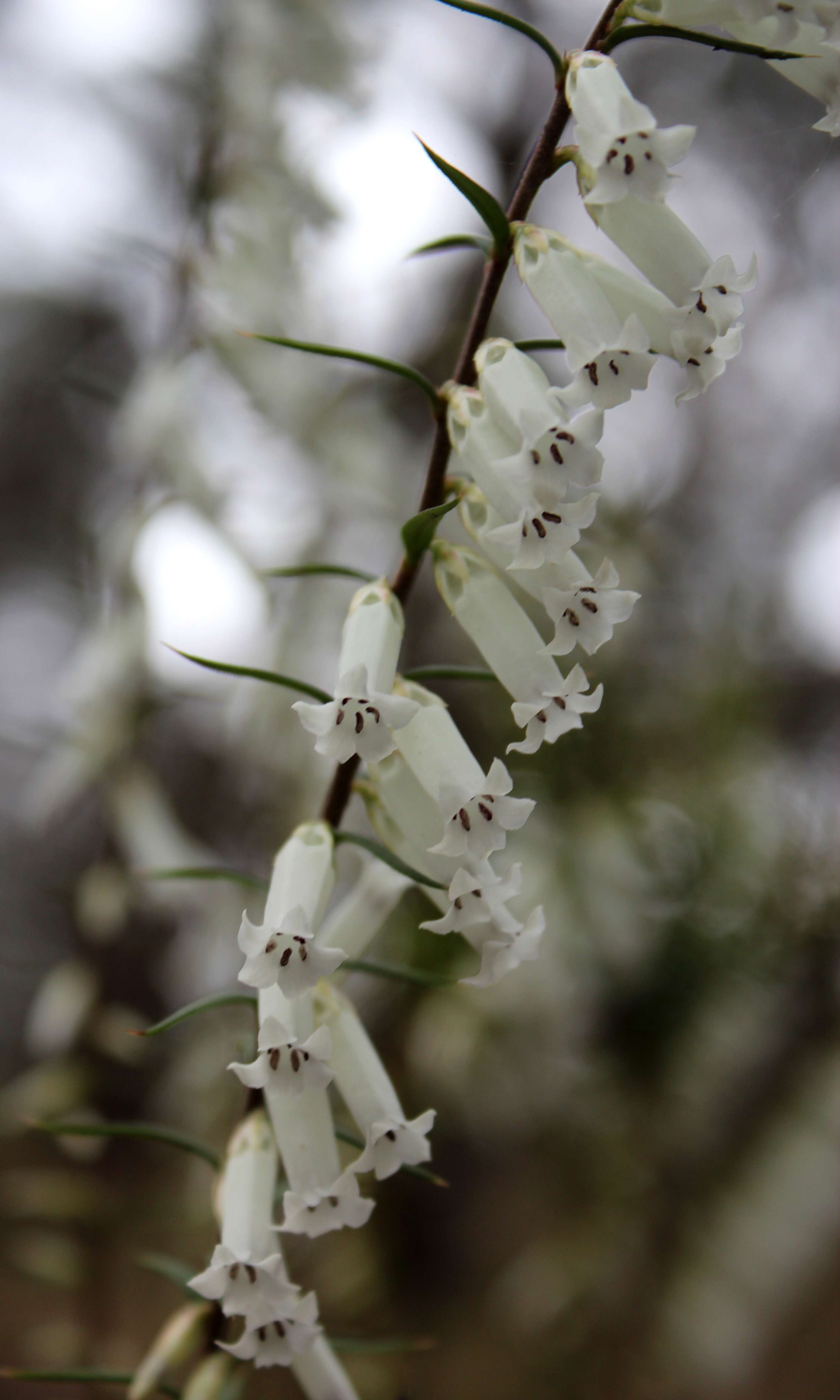 Plancia ëd Epacris impressa Labill.