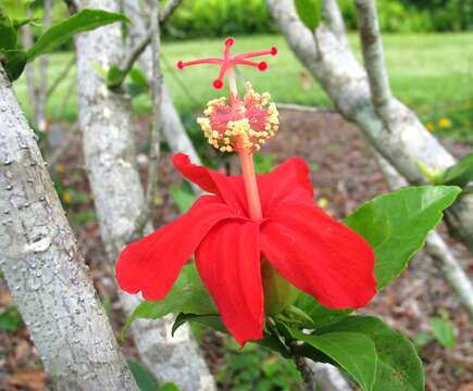 Image of Native Red Rose-Mallow