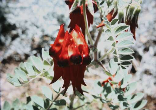 Plancia ëd Swainsona formosa (G. Don) J. Thompson