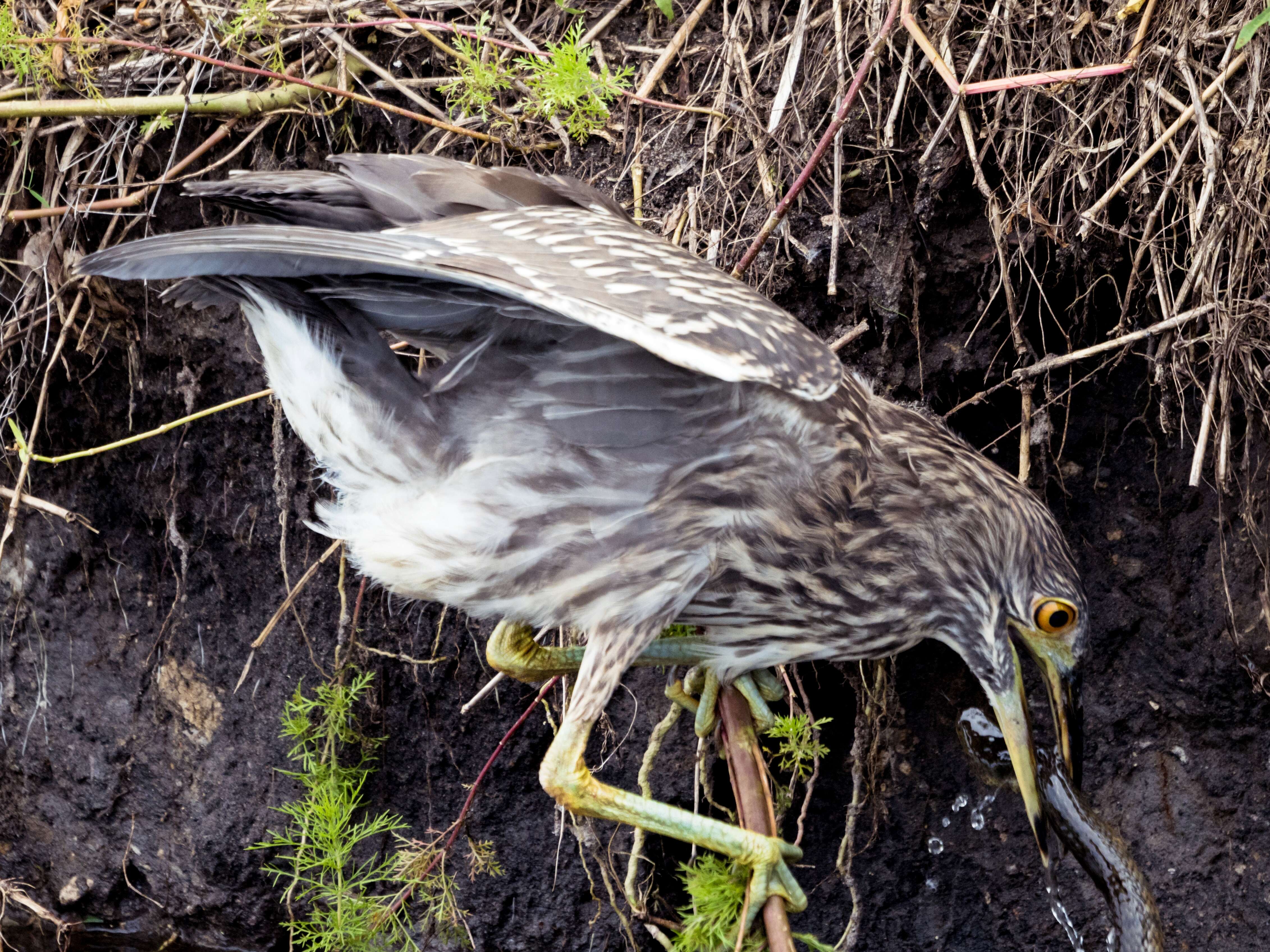 Image of Night Herons