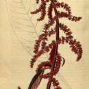 Imagem de Amaranthus caudatus L.