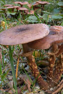 Image of Honey Fungus