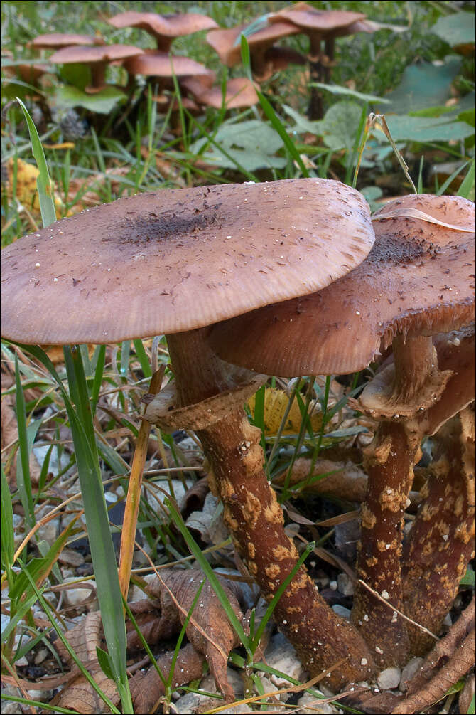 Image of Honey Fungus