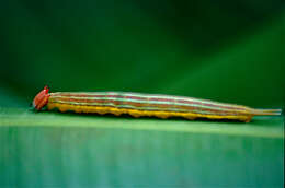 Image of Opsiphanes