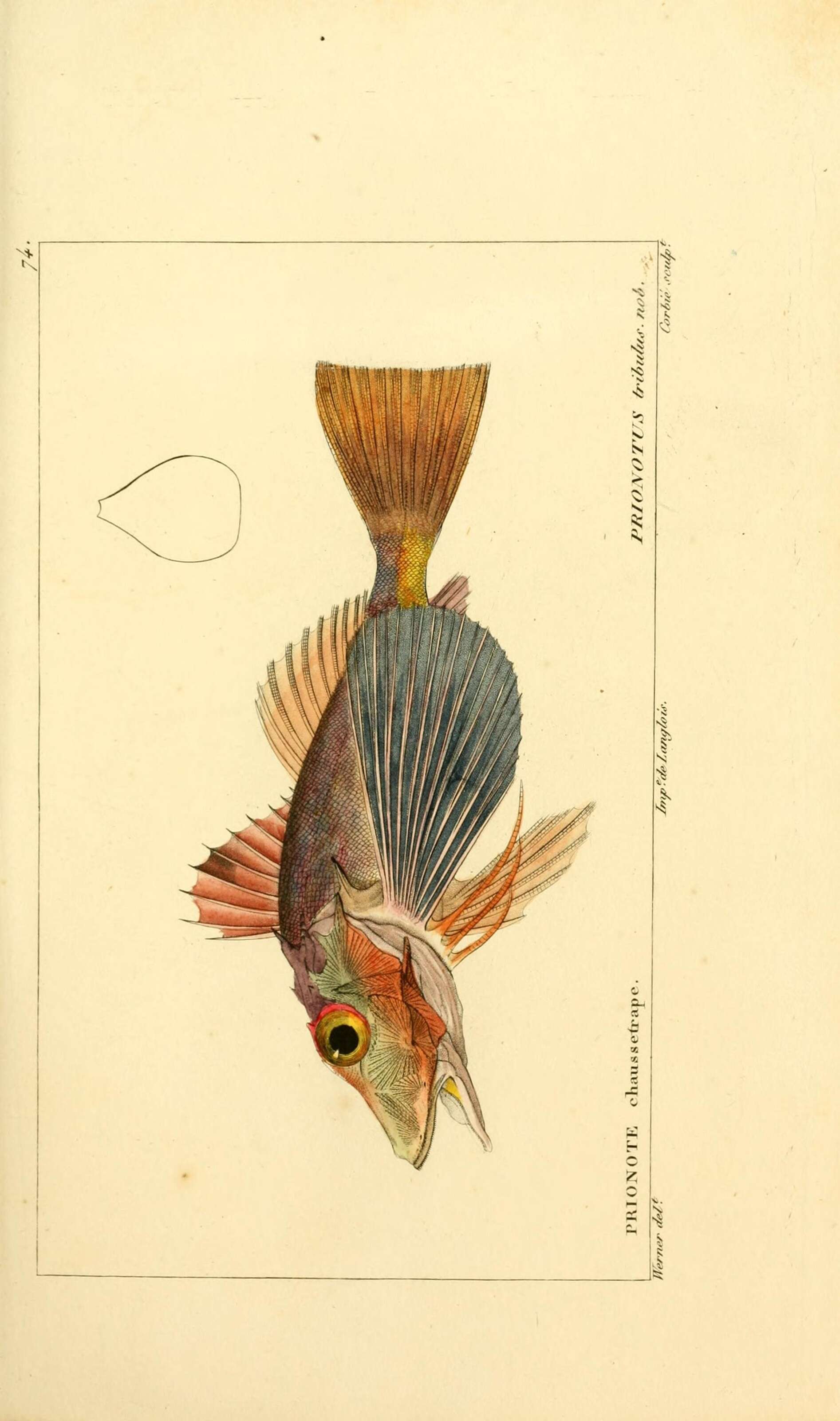 Imagem de Prionotus tribulus Cuvier 1829