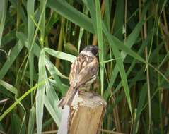 Image of Common Reed Bunting