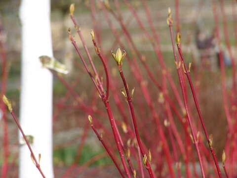 Image of Red-Barked Dogwood