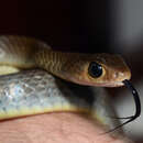 Image of Chinese Ratsnake