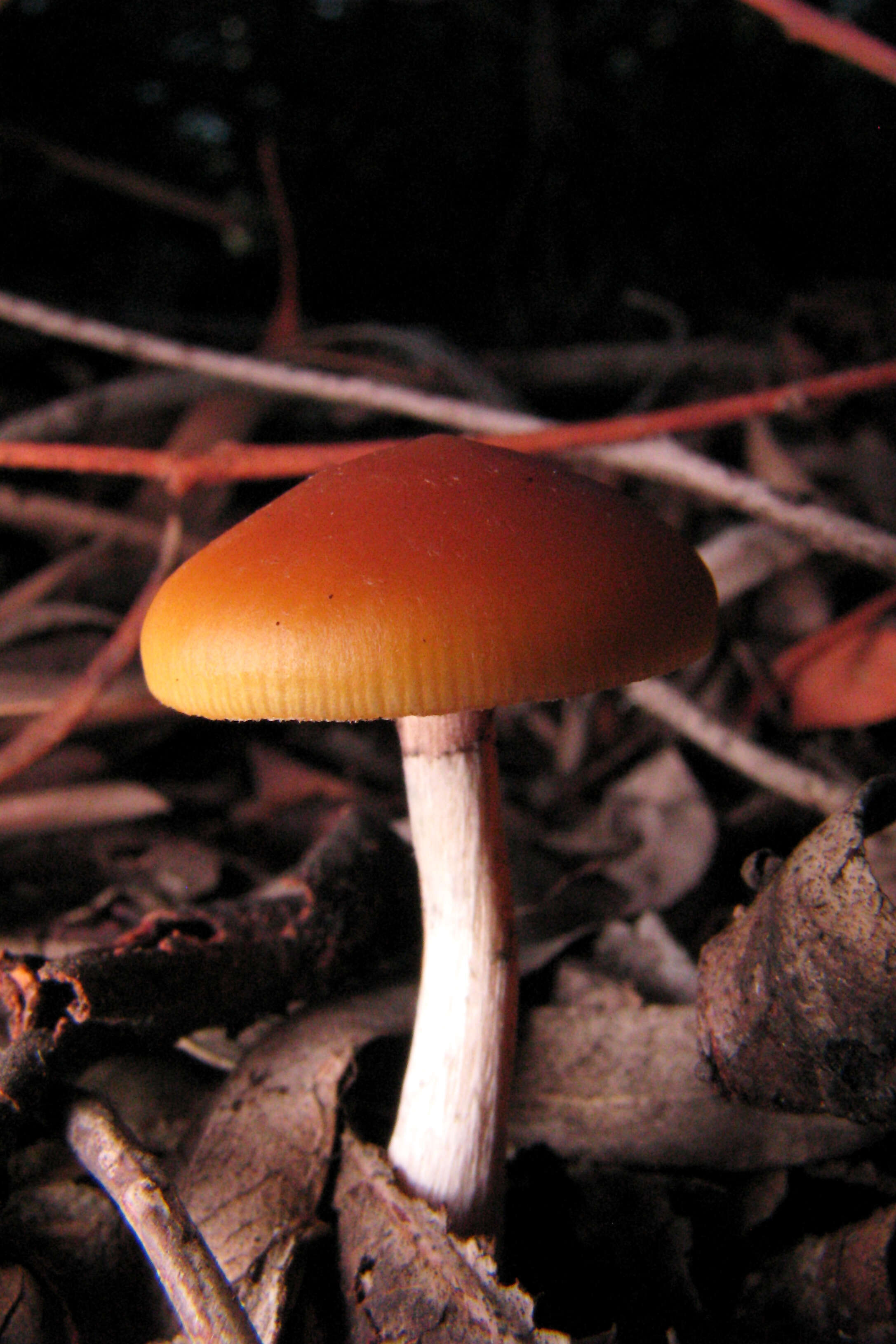 Image of Psilocybe subaeruginosa Cleland 1927