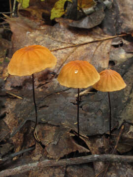 Image of Marasmius fulvoferrugineus Gilliam 1976