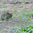 Image of Southern African Vlei Rat