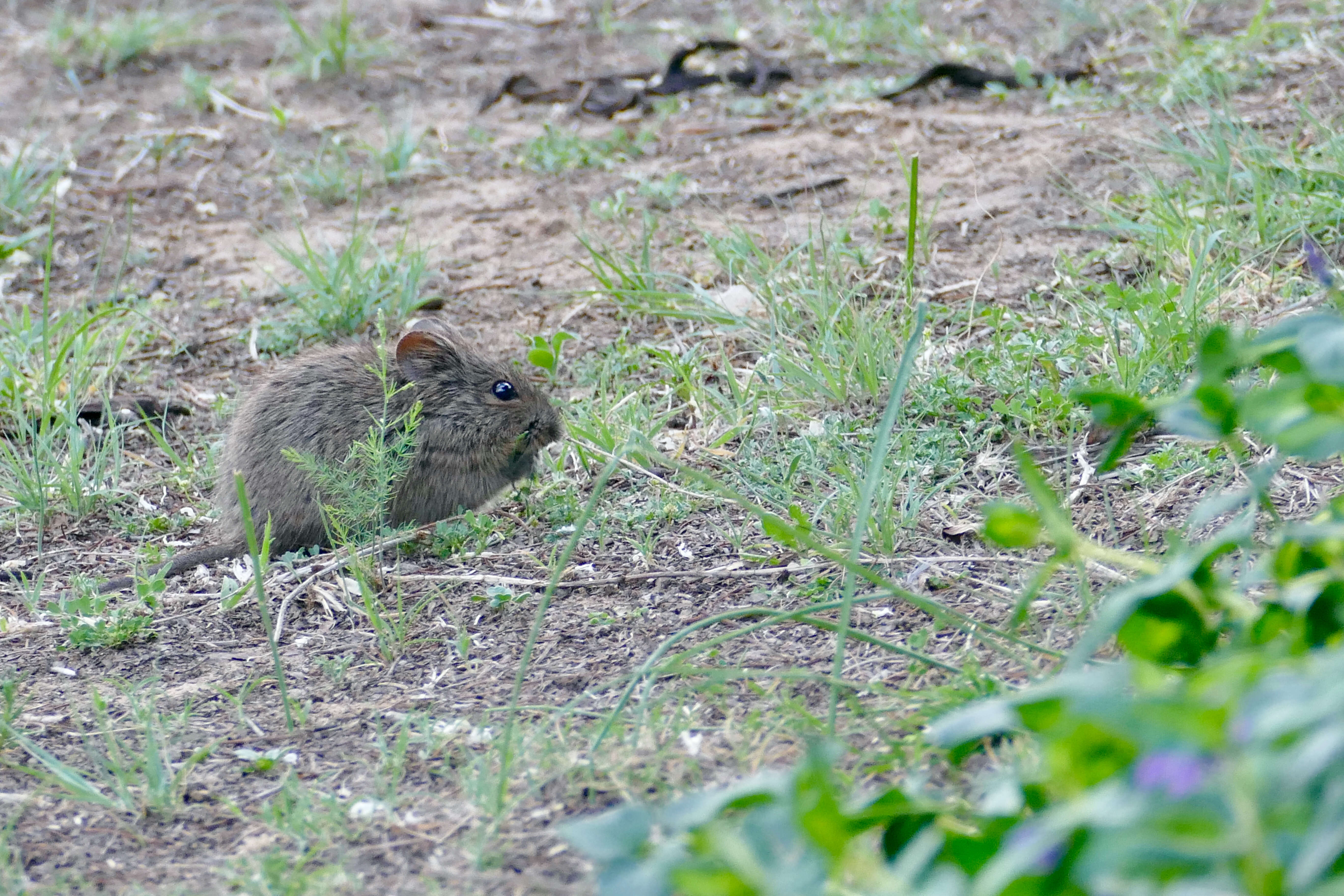 Image of Southern African Vlei Rat