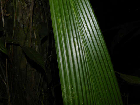 Image of Evodianthus funifer (Poit.) Lindm.