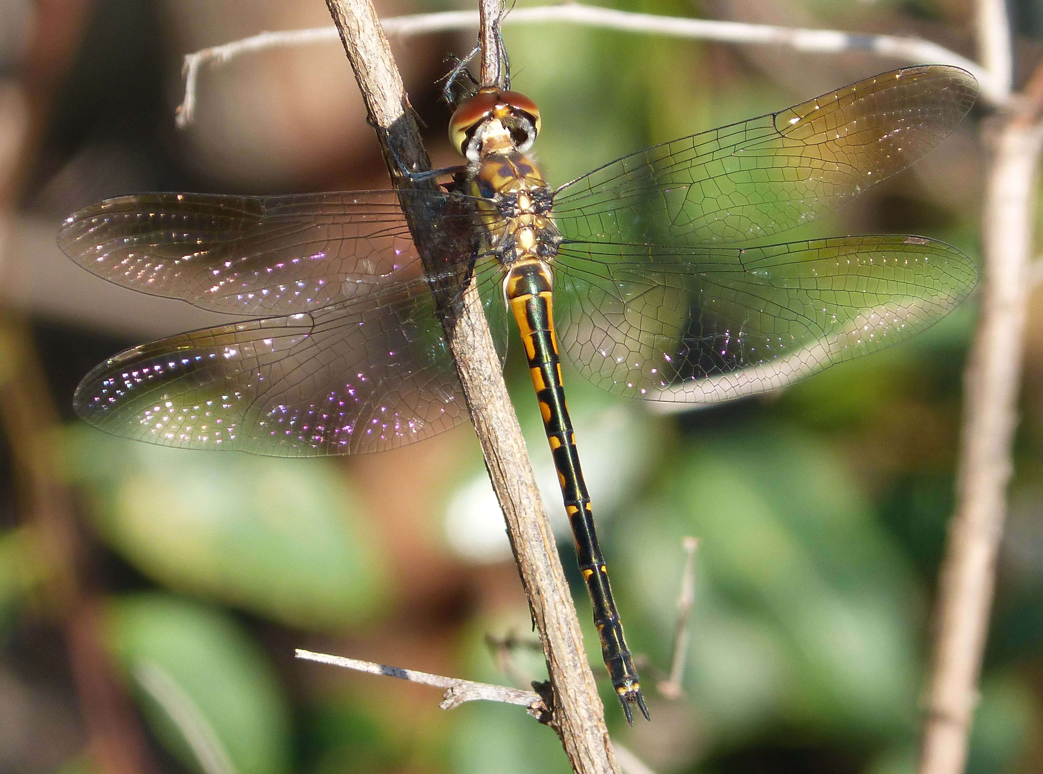 Image of Sentry Dragonfly