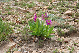 Primula parryi A. Gray resmi