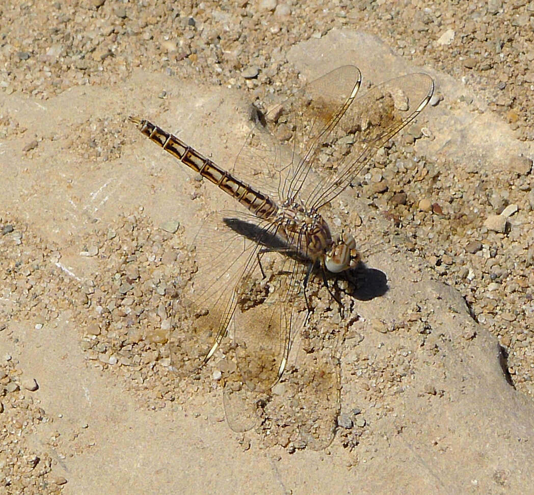 Image of Banded Groundling