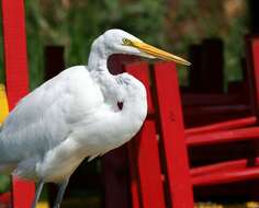 Image of Great Egret