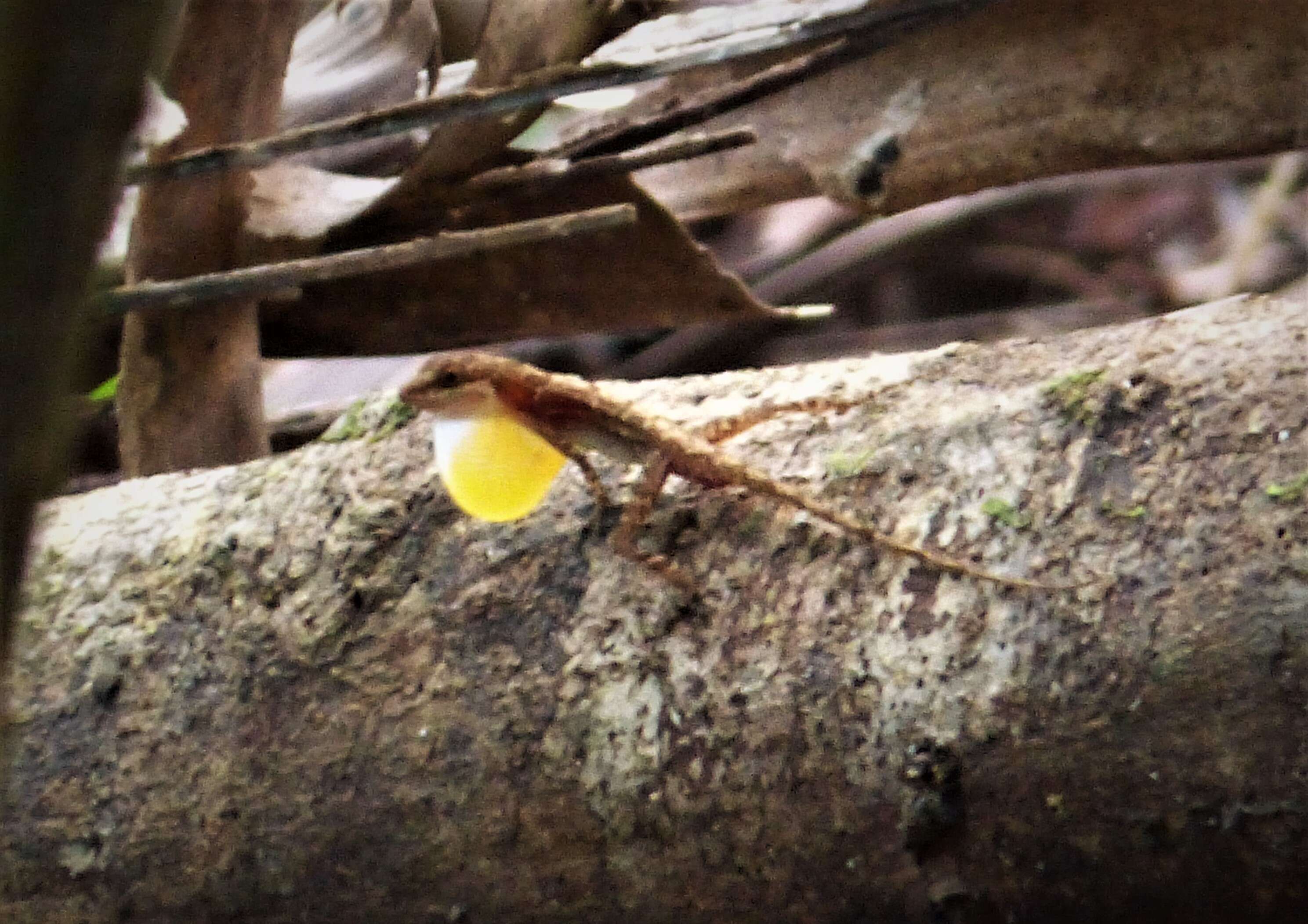 Image of Water  Anole