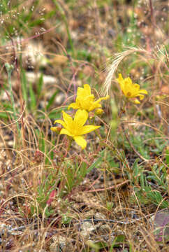 Image of Hypericum thasium Griseb.