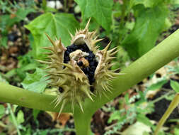 Image de Datura