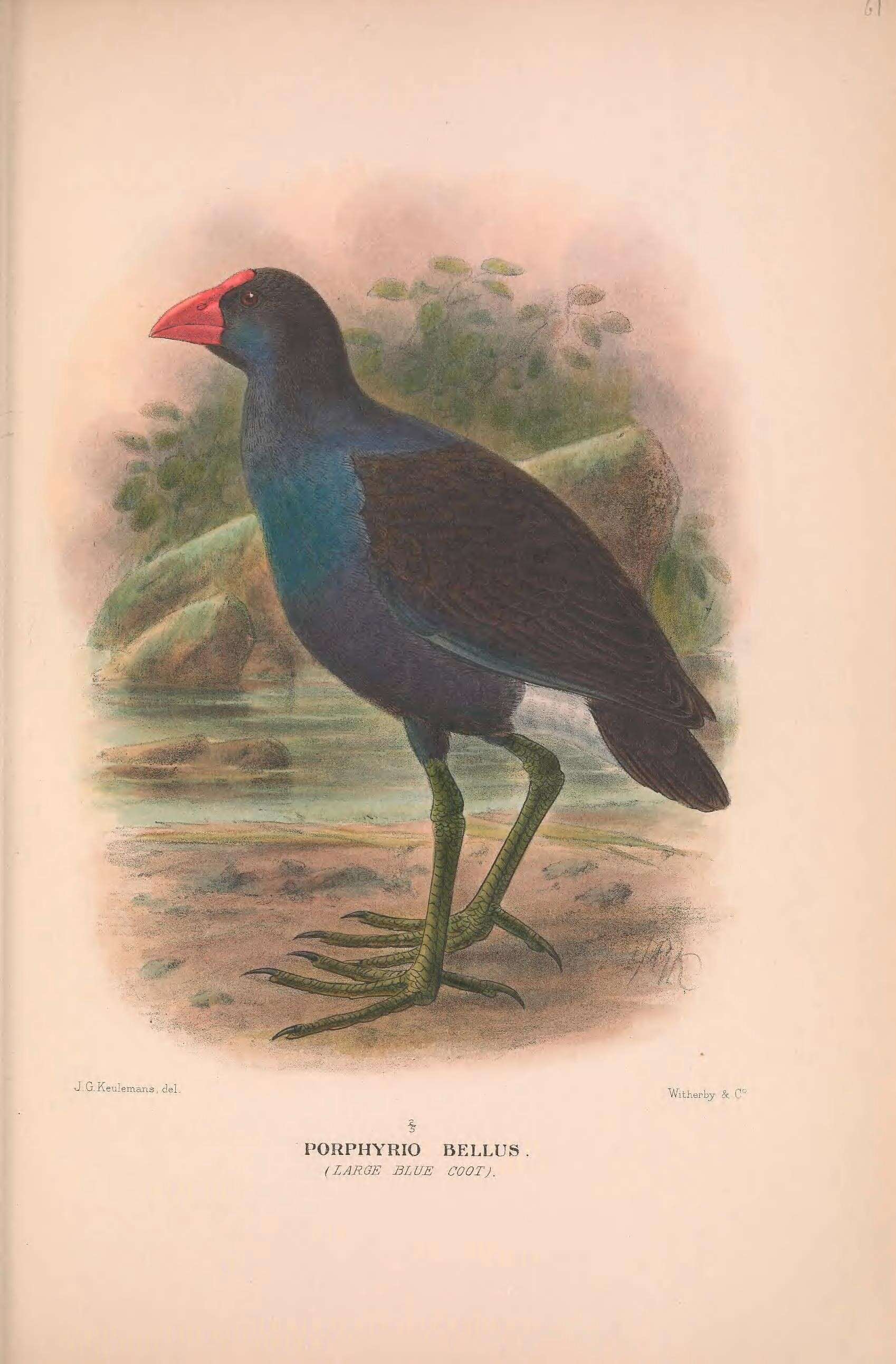 Слика од Porphyrio melanotus bellus Gould 1841