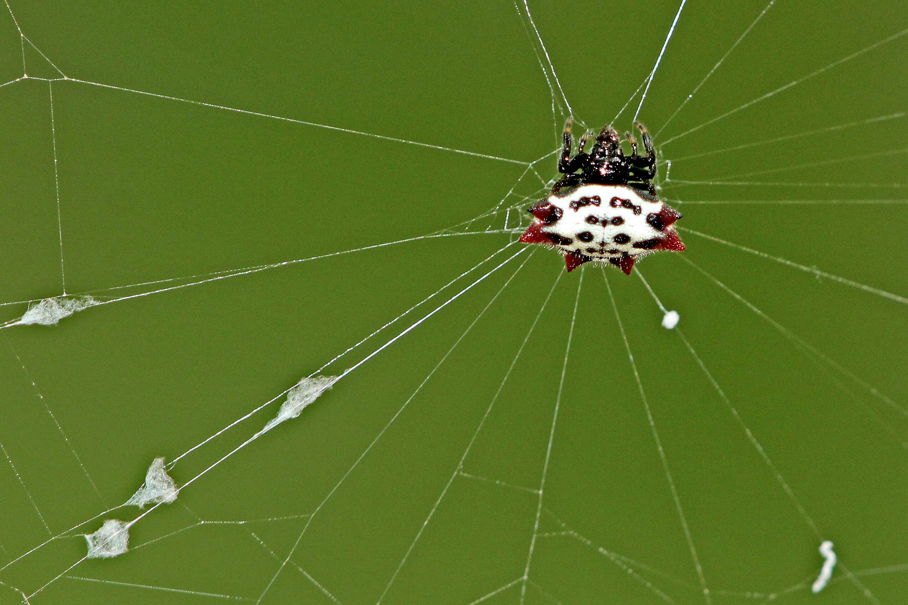 Image de Gasteracantha cancriformis (Linnaeus 1758)