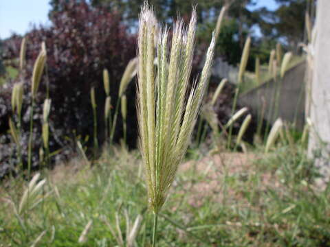 Image of feather fingergrass