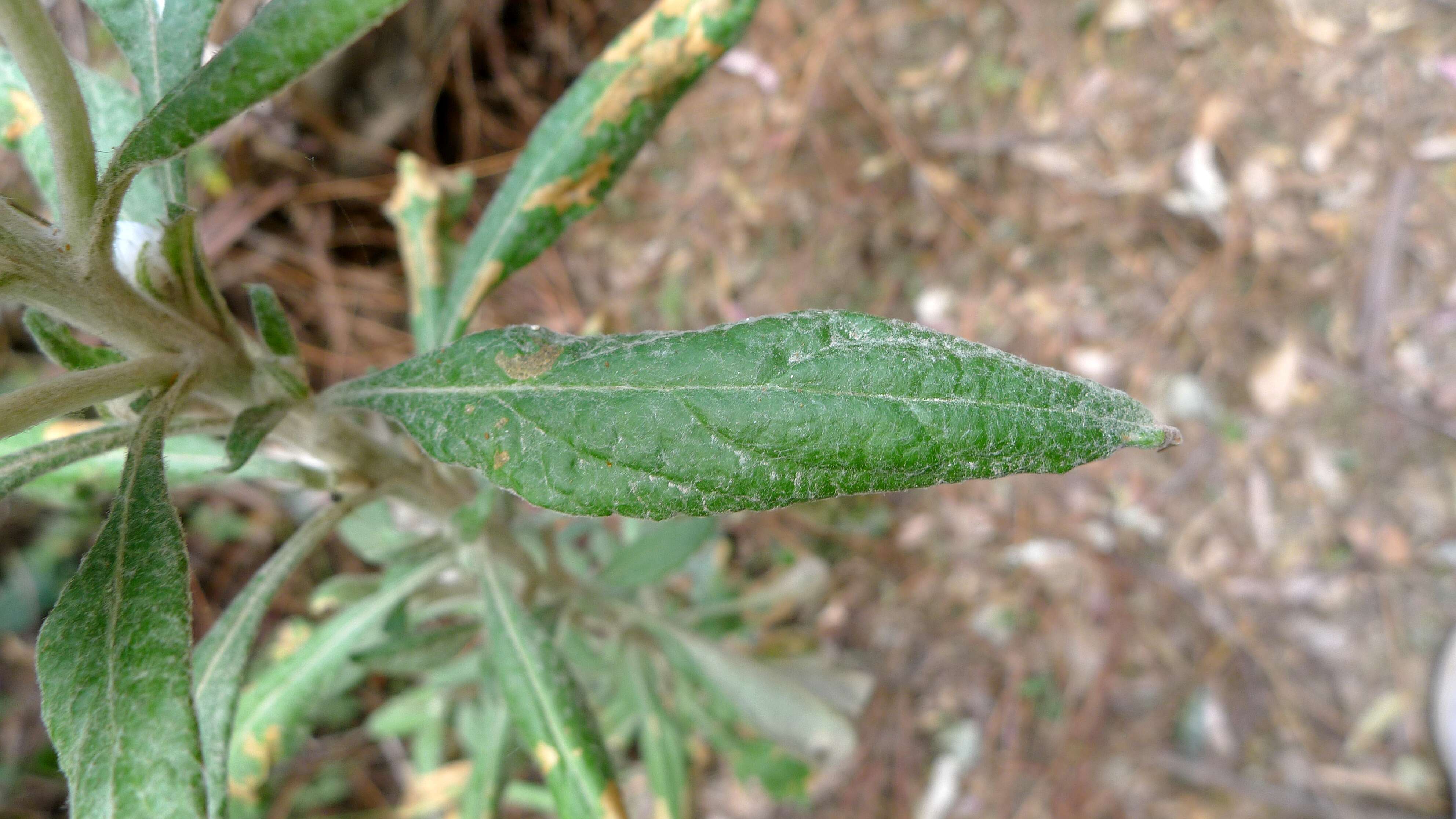 Image of Coronidium elatum (A. Cunn. ex DC.) Paul G. Wilson