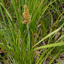 Image of Lomandra longifolia Labill.