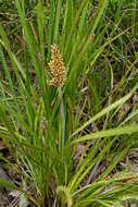 Image of Lomandra longifolia Labill.