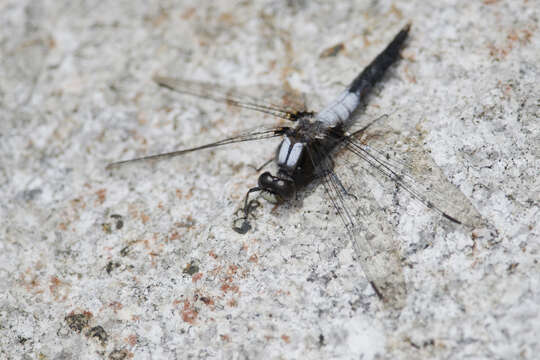 Image of Chalk-fronted Corporal