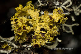 Image of Sunshine lichens