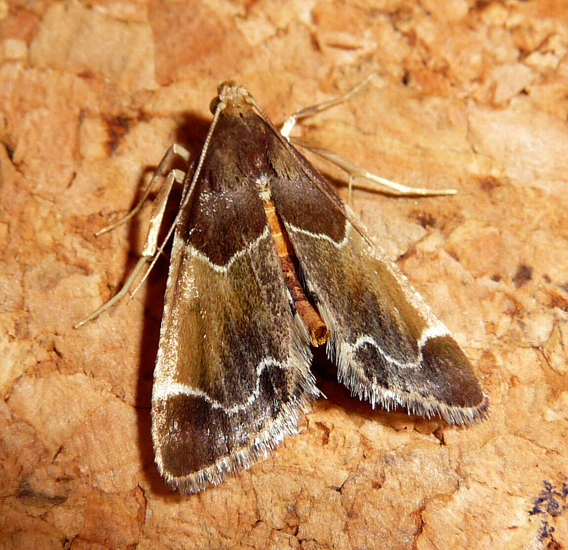 Image of Meal Moth