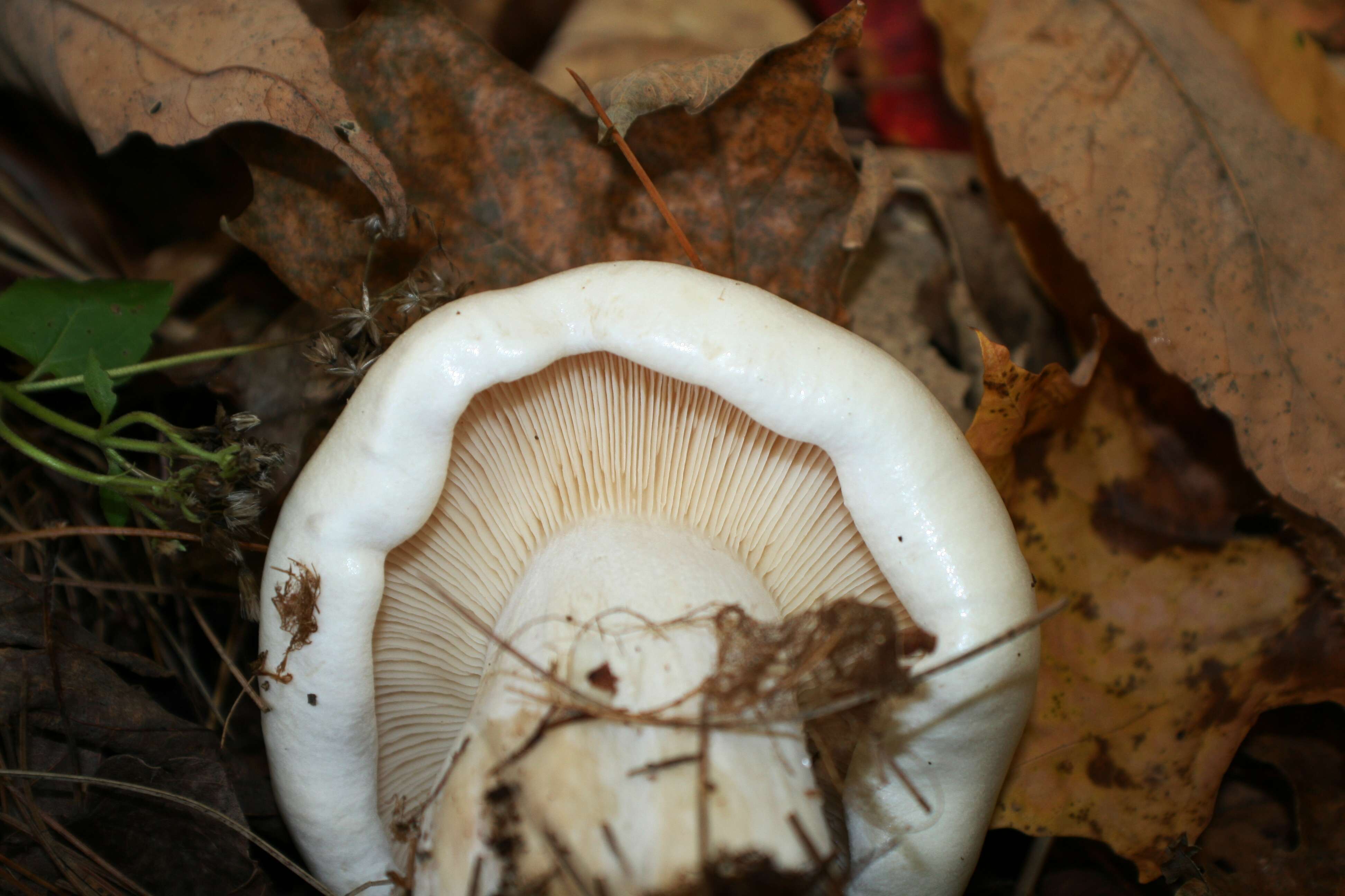 صورة Leucopaxillus