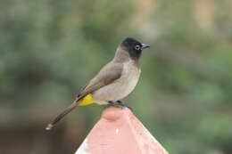 Image of White-eyed Bulbul