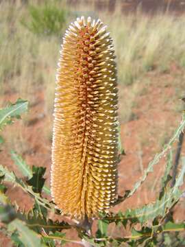 Image of Ashby's banksia