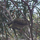 Image of Strong-billed Honeyeater